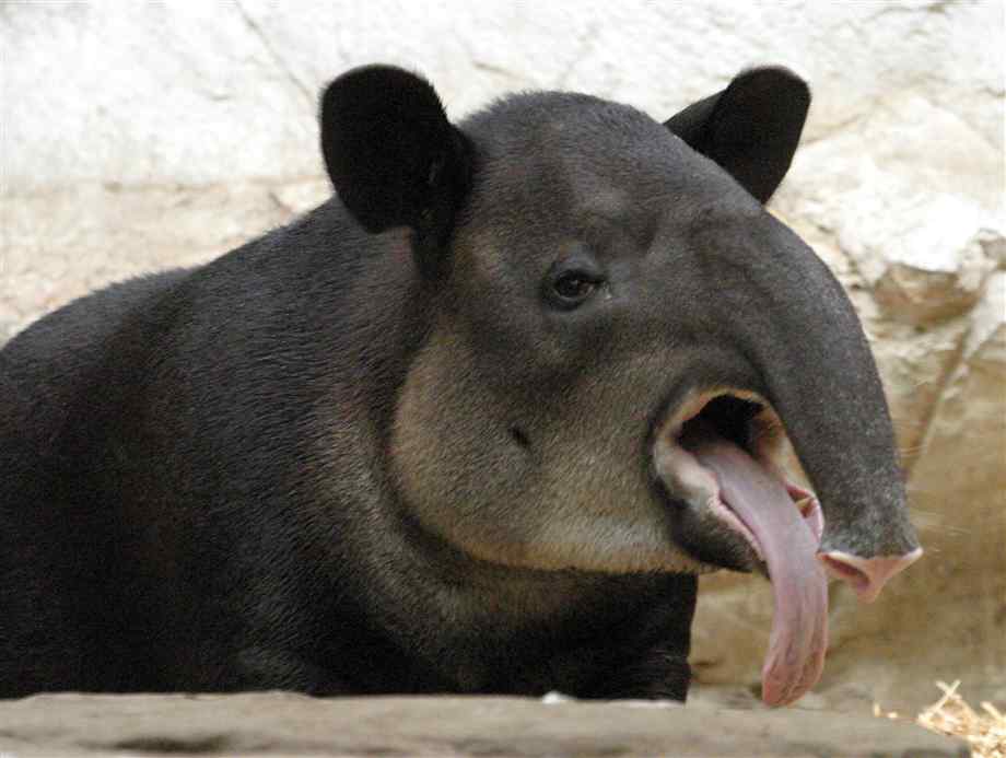 Tapir penis