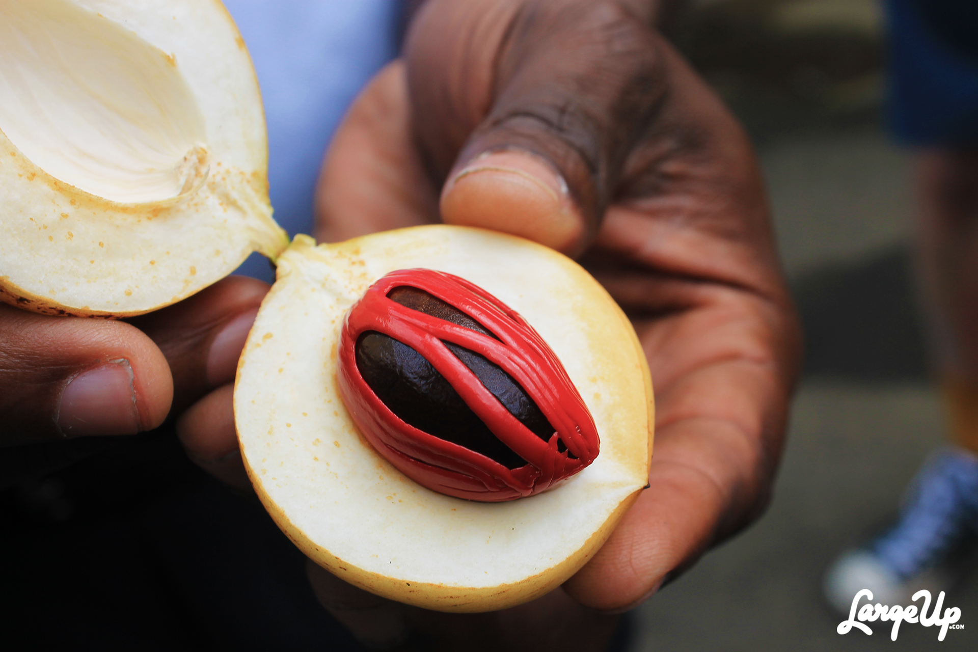 Spice Island Recipe 12 Ingredients For A Weekend of Pure Grenada